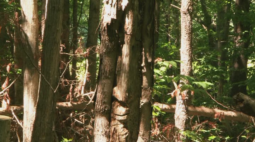 The Children's Corner • Chain Saw Spectacular